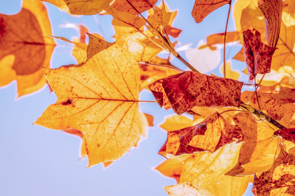 Fresh Autumn Leaves