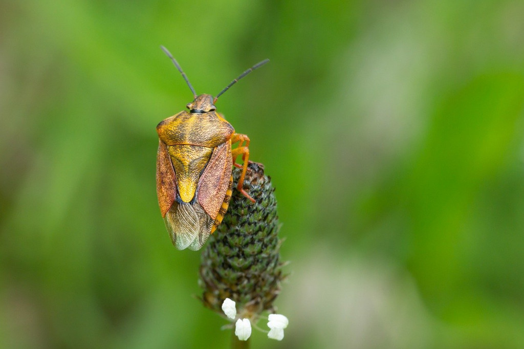 Fruit bug
