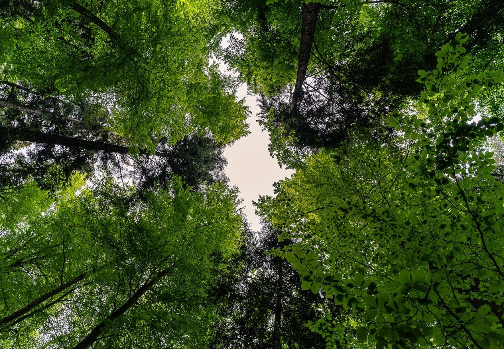 forest canopy