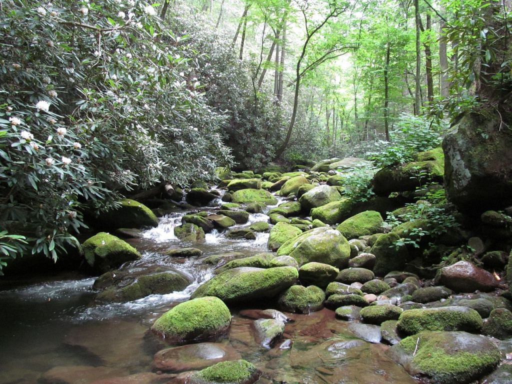 smoky mountains stream