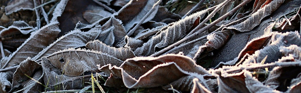 frost